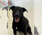 Small Labrador Retriever