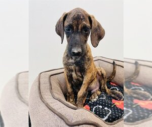Labrador Retriever Dogs for adoption in Globe, AZ, USA