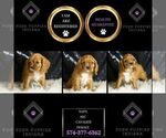 Small Photo #25 Cavalier King Charles Spaniel Puppy For Sale in WARSAW, IN, USA