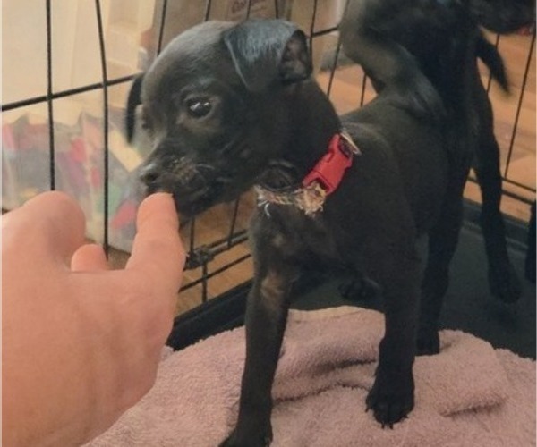 Medium Photo #19 Chug Puppy For Sale in HILLSDALE, MI, USA