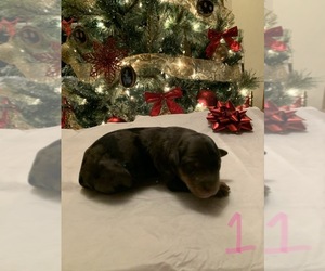Aussiedoodle Puppy for sale in UPTON, KY, USA