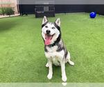Small Siberian Husky