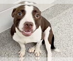 Small #1 Mutt