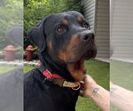 Small #1 Rottweiler
