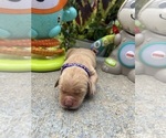 Small #8 Golden Retriever