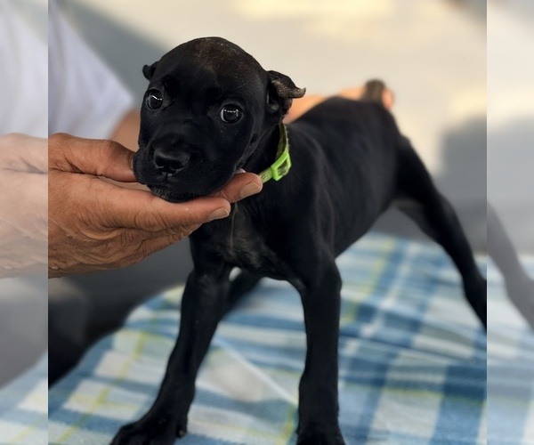 Medium Photo #35 Cane Corso Puppy For Sale in ANDERSON, IN, USA