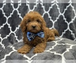 Small #3 Goldendoodle (Miniature)