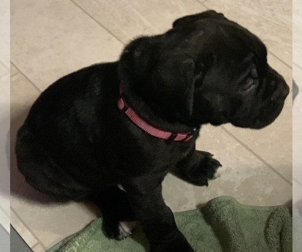 Medium Photo #110 Cane Corso Puppy For Sale in COTTAGE GROVE, OR, USA