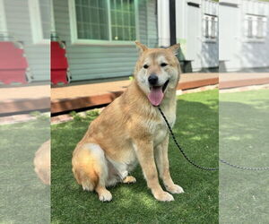 Pluto from Korea - Male Shiba Inu-Unknown Mix Dog for Adoption - Photo #5