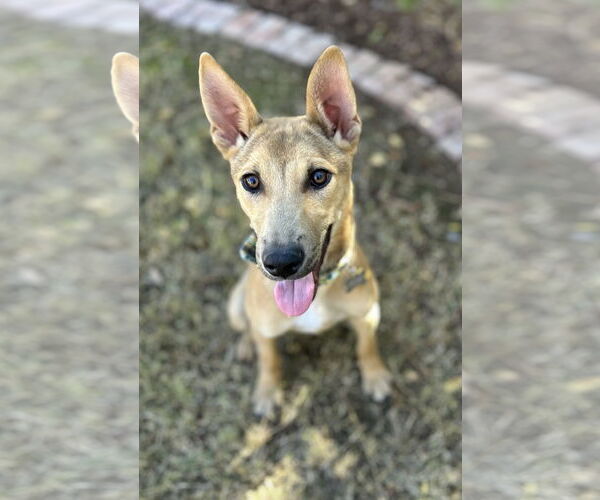 Medium Photo #3 Shepradors Puppy For Sale in Phoenix, AZ, USA