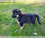 Small Photo #4 German Shepherd Dog Puppy For Sale in OAK GROVE, OR, USA