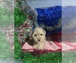 Small #6 YorkiePoo