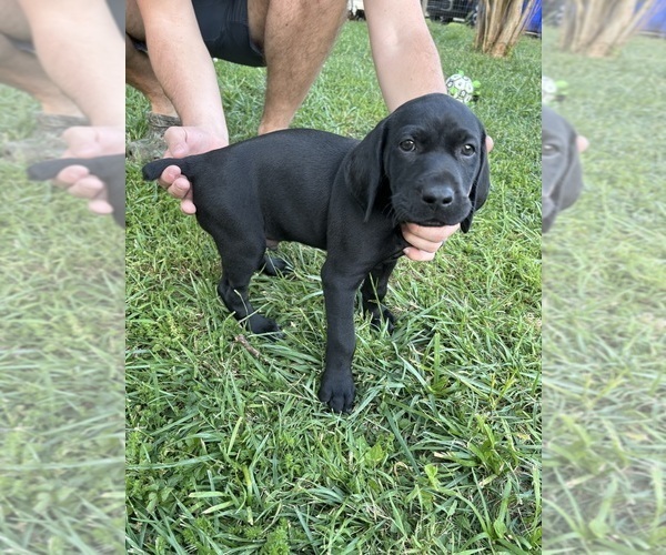 Medium Photo #19 German Shorthaired Pointer Puppy For Sale in FRANKLIN, KY, USA
