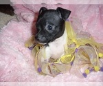 Small #8 Chihuahua