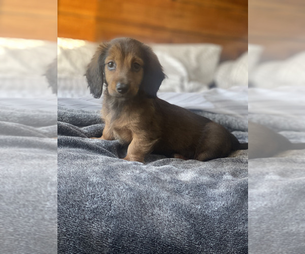 Medium Photo #1 Dachshund Puppy For Sale in SAN DIEGO, CA, USA