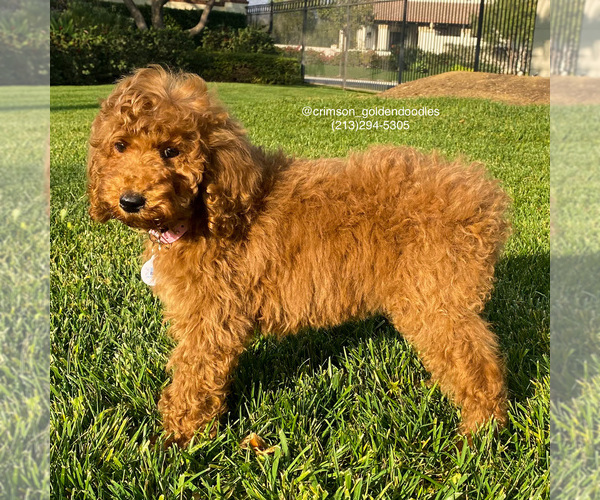Medium Photo #1 Poodle (Standard) Puppy For Sale in BREA, CA, USA