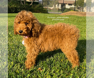 Poodle (Standard) Puppy for sale in BREA, CA, USA