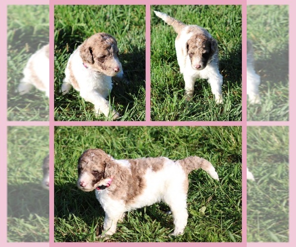Medium Photo #50 Goldendoodle Puppy For Sale in HOWARD CITY, MI, USA