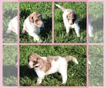 Puppy Cookie Goldendoodle