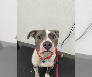 Mutt Dogs for adoption in HESPERIA, CA, USA