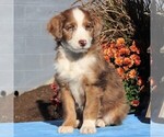 Small Photo #5 Aussiedoodle Puppy For Sale in HOLTWOOD, PA, USA