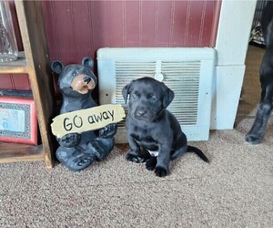 Labrador Retriever Puppy for sale in BUFFALO, MN, USA