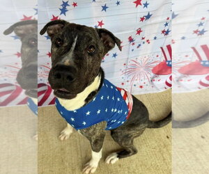 American Pit Bull Terrier-Unknown Mix Dogs for adoption in Germantown, OH, USA
