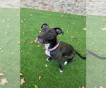 Small #40 American Pit Bull Terrier Mix