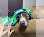 Small #5 American Pit Bull Terrier Mix