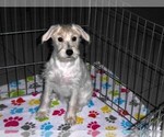 Small #8 Schnoodle (Miniature)