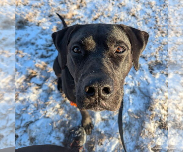 Medium Photo #23 American Pit Bull Terrier-Unknown Mix Puppy For Sale in Fargo, ND, USA