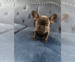 Small Photo #21 French Bulldog Puppy For Sale in DENVER, CO, USA