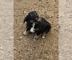 Small #6 Australian Shepherd