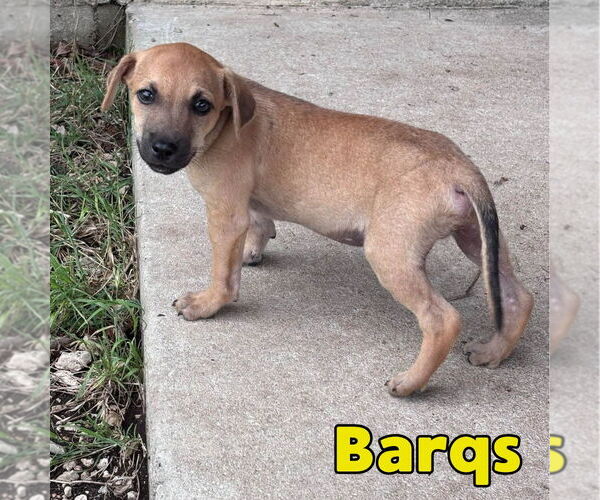 Medium Photo #2 Dachshund-Unknown Mix Puppy For Sale in San Antonio, TX, USA