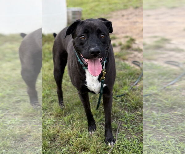 Medium Photo #3 Boxer-German Shepherd Dog Mix Puppy For Sale in Virginia Beach, VA, USA
