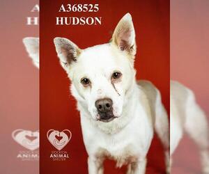Border Collie Dogs for adoption in Stockton, CA, USA