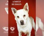 HUDSON - Male Border Collie Dog for Adoption - Small photo