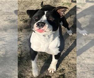 Mutt Dogs for adoption in Riverside, CA, USA