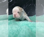 Small #4 Boston Terrier