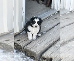Small Photo #6 Australian Shepherd Puppy For Sale in FONDA, IA, USA