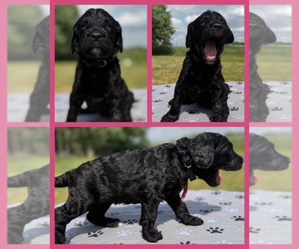 Medium Photo #1 Goldendoodle Puppy For Sale in HOWARD CITY, MI, USA