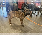 Small #1 Mutt
