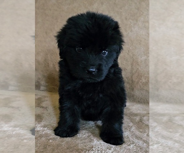 Medium Photo #1 Newfoundland Puppy For Sale in CAMBRIDGE, NE, USA