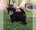 Small Photo #2 Bernedoodle (Miniature) Puppy For Sale in PLACERVILLE, CA, USA
