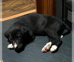 Small #1 American Pit Bull Terrier-Labrador Retriever Mix