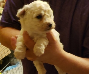 Bichon Frise Puppy for sale in NASHVILLE, GA, USA