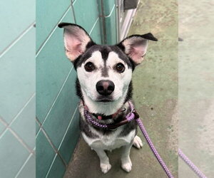 Siberian Husky-Unknown Mix Dogs for adoption in Lakewood, CO, USA
