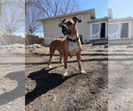 Small #7 Boxer-German Shepherd Dog Mix