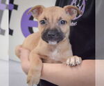 Small #2 American Staffordshire Terrier-Boxer Mix