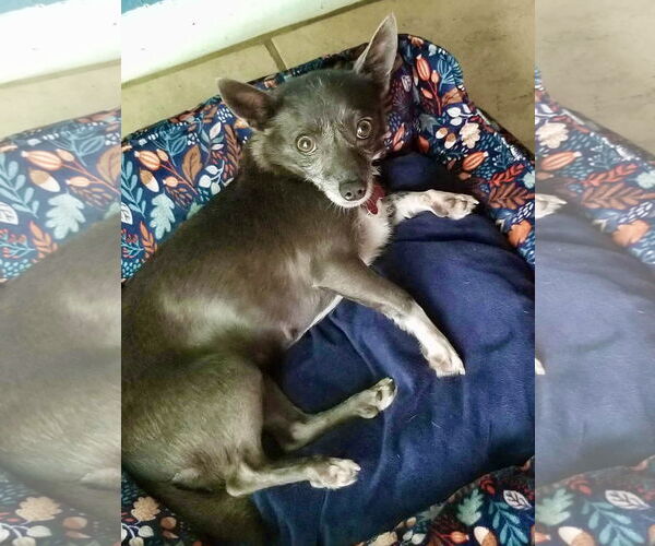 Medium Photo #12 Chihuahua-Unknown Mix Puppy For Sale in Mount Laurel, NJ, USA